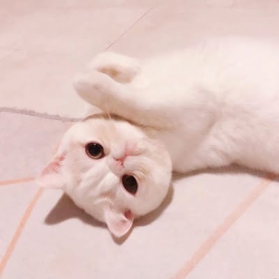 فراز احمد avatar